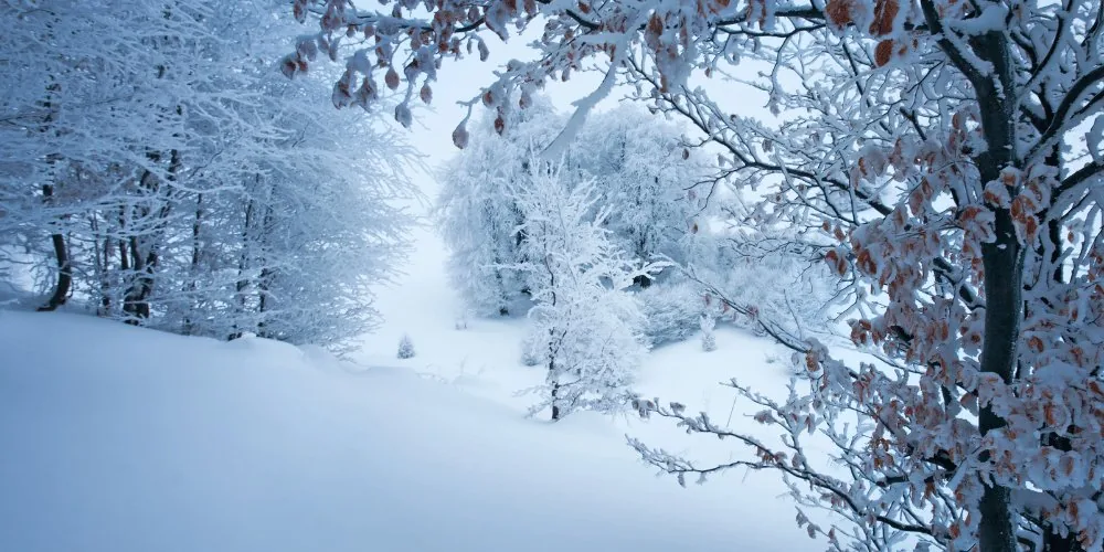 snowy trees image