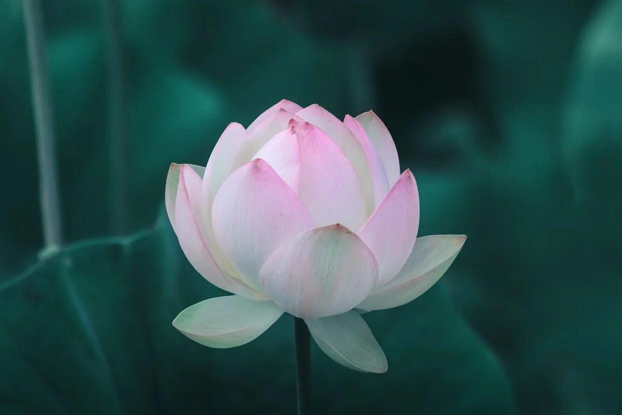 purple aura spirituality