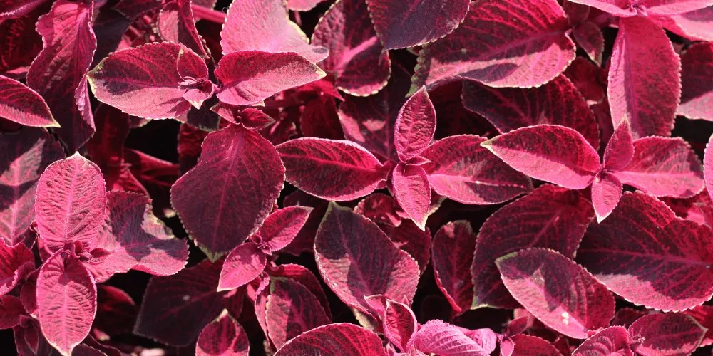 Burgundy Aura