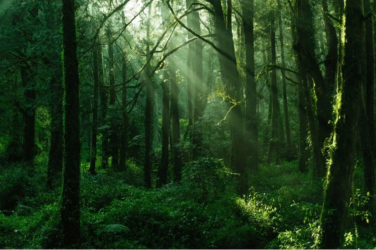 dark green aura forest image