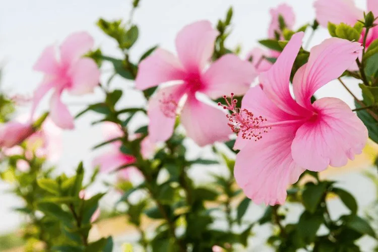 Hibiscus Soulmates & Blossoming Summer Herbs