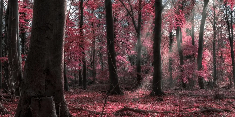 Light Pink Aura Meaning