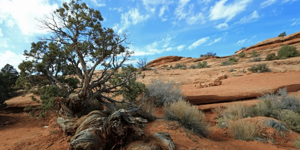 pinyon tree image