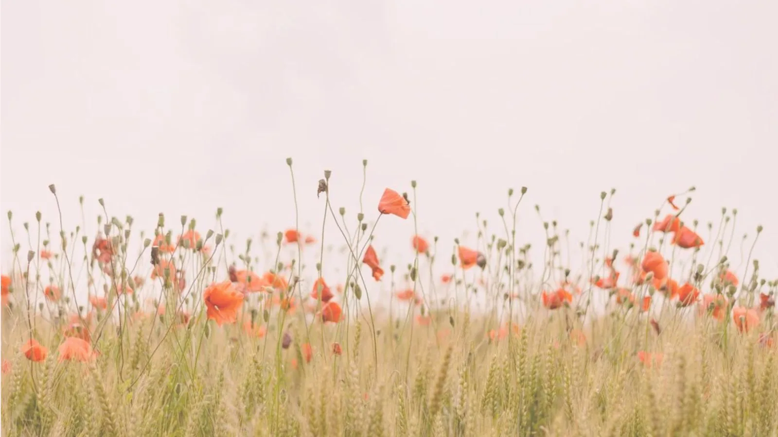 Beltane: How to Celebrate the Wheel of the Year