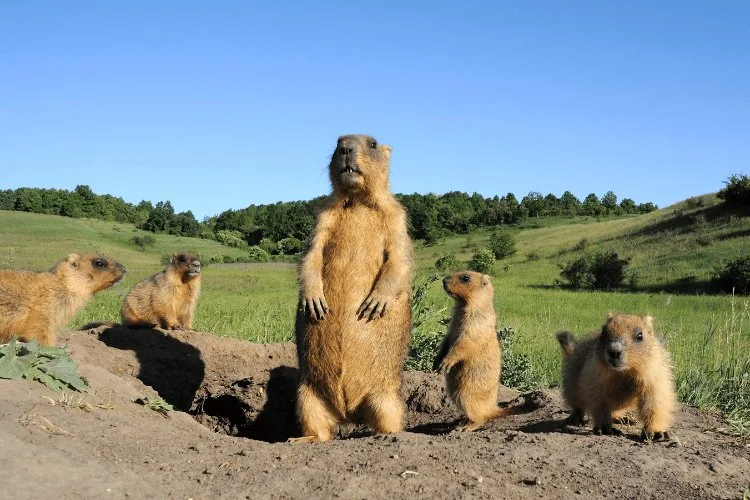 Animals