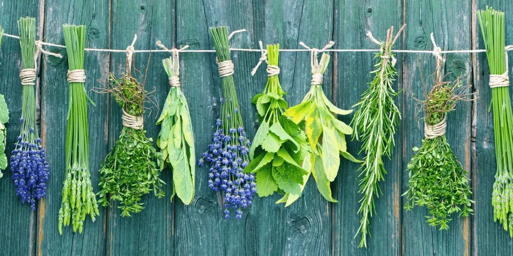 green witch: herbs
