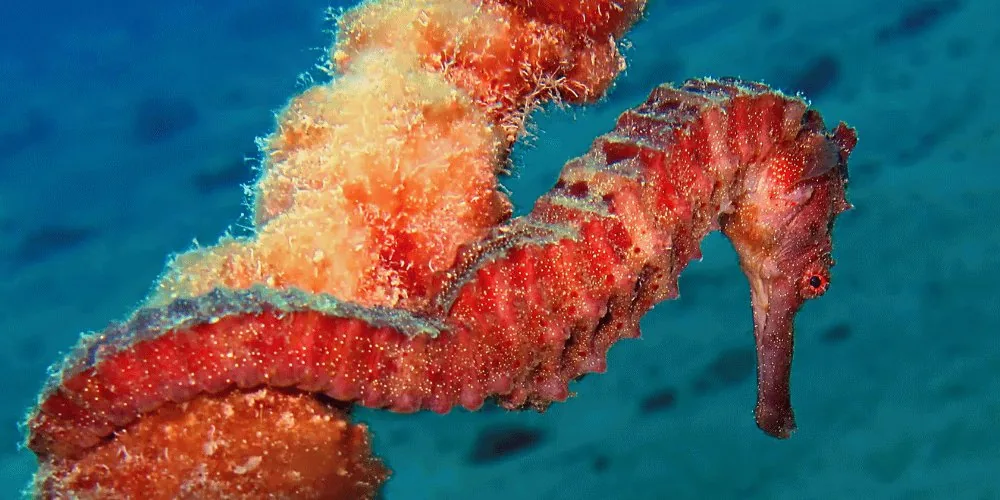 SeaHorse