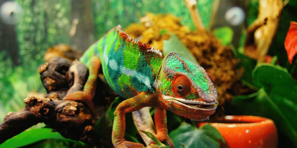 Spirit Animal for Pisces: Chameleon