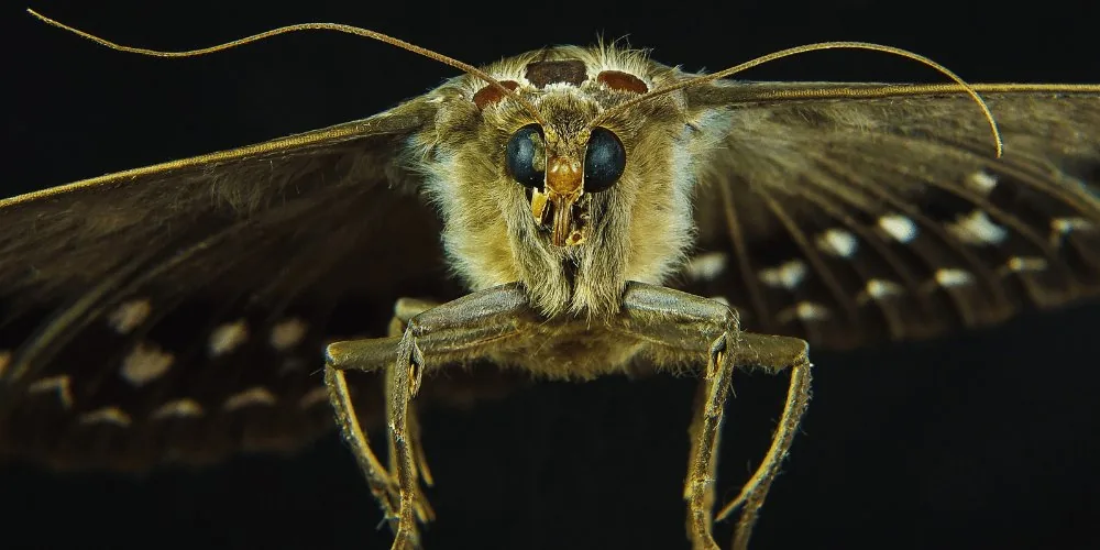 Moths