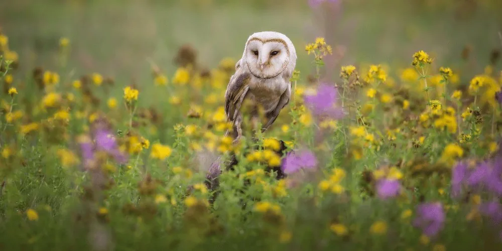 Sagittarius: Owls