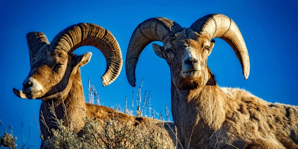 Ram