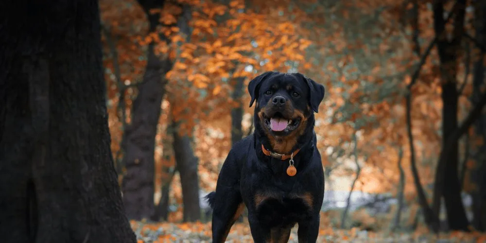 Spirit Animal: Dog