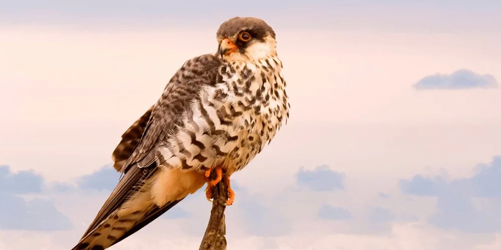 Spirit: Hawk