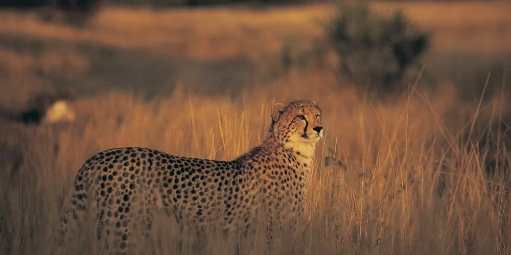 Spirit: Cheetah
