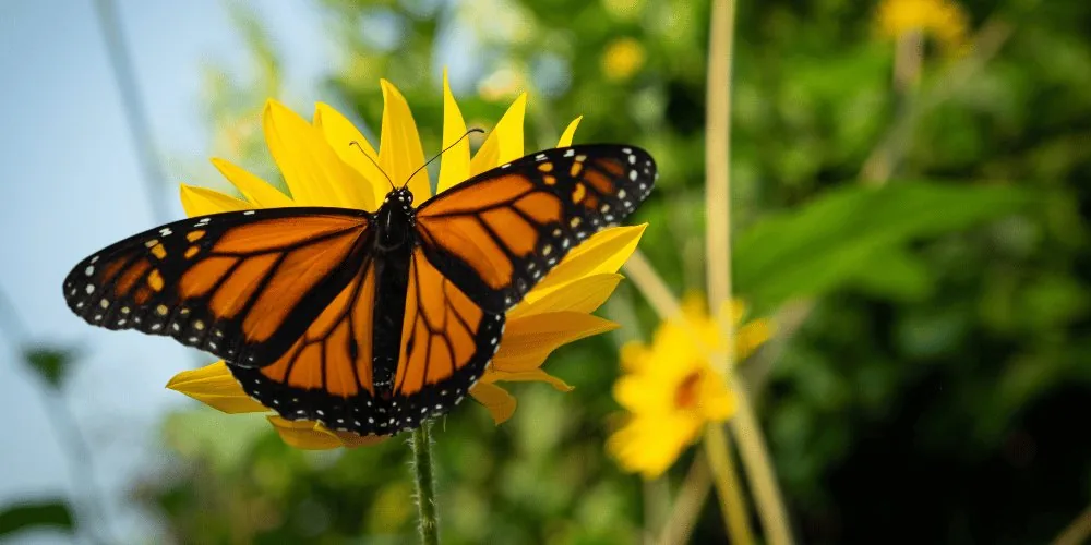 Spirit Animal: Butterfly