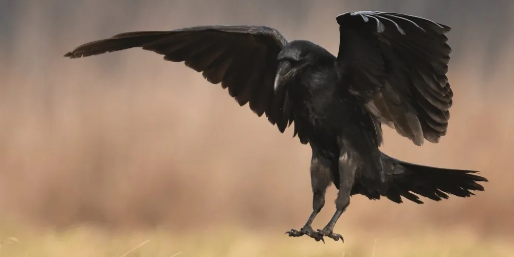 Raven