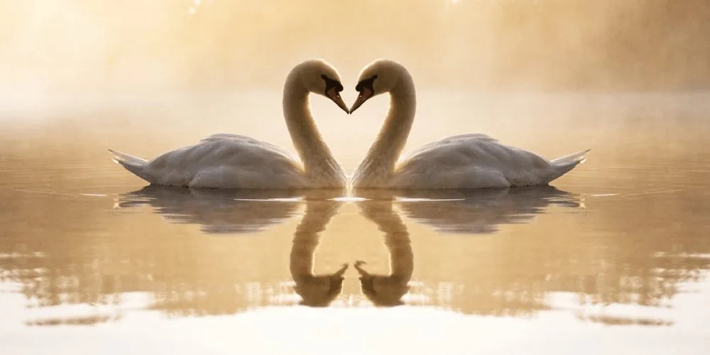 Swan