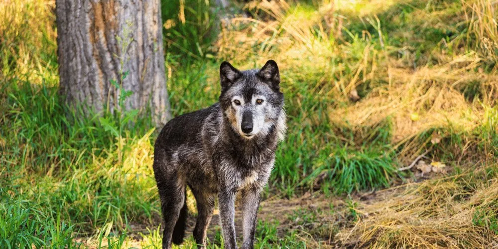 Grey wolf