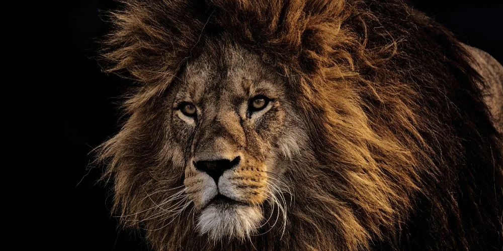 Spirit Animal: Lion