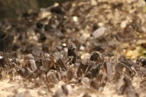 crystals for spiritual protection: smoky quartz