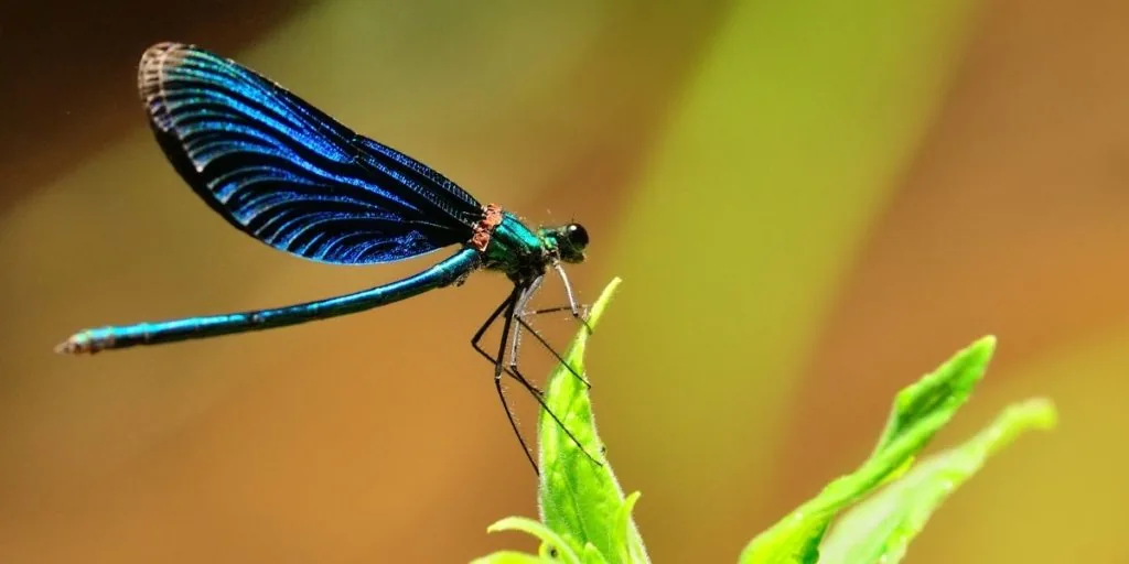 calopteryx virgo