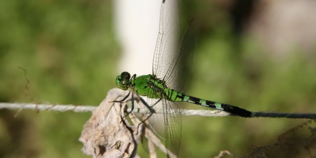 green dragonfly