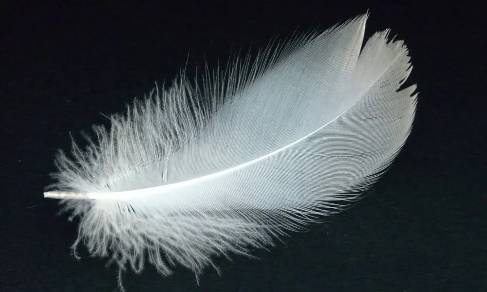 spiritual meaning of swan feathers