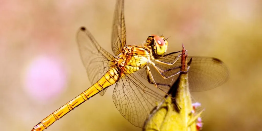 yellow dragonfly