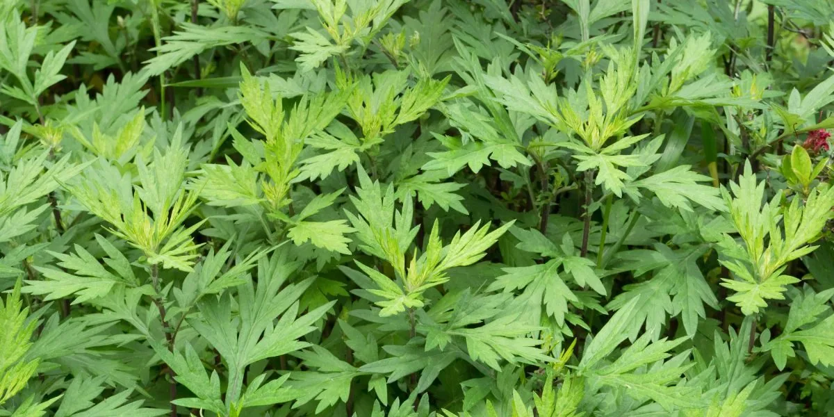 mugwort
