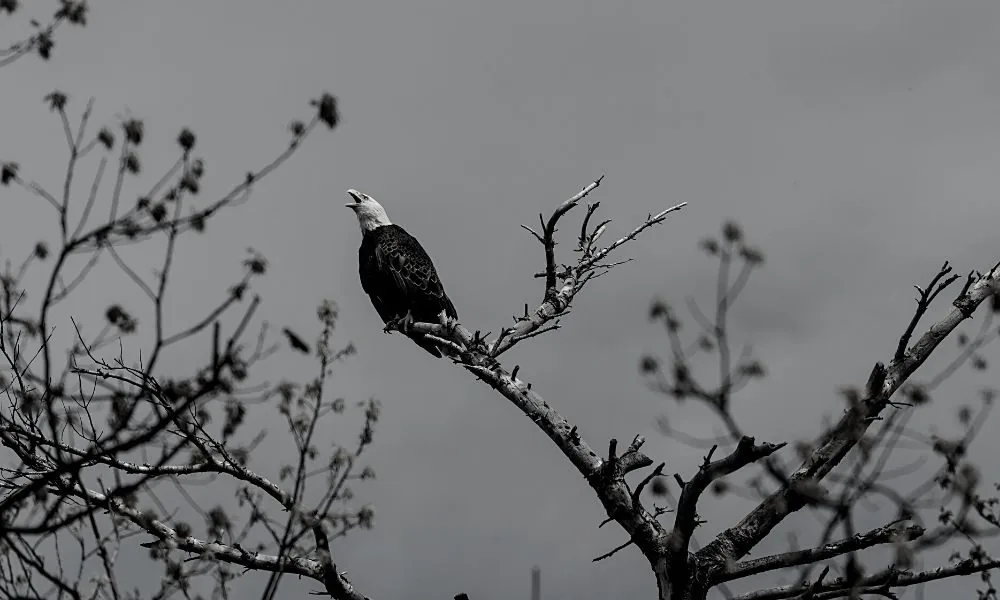 birds singing 1