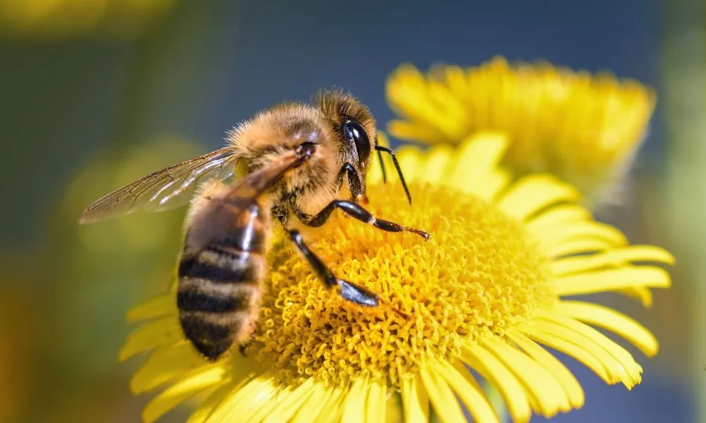 bees 1