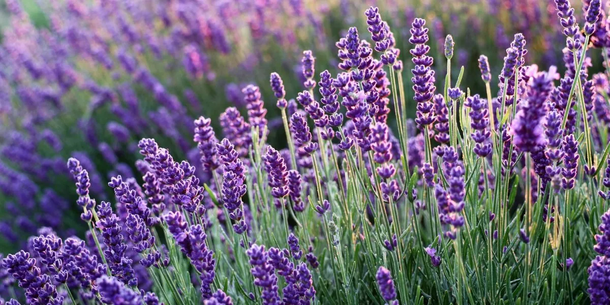 lavender herbs