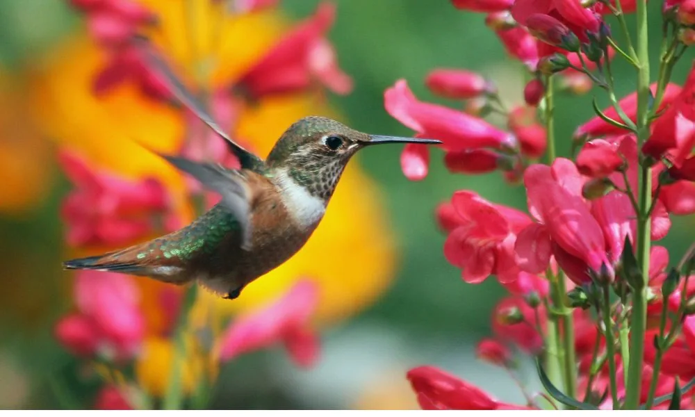 hummingbird 1
