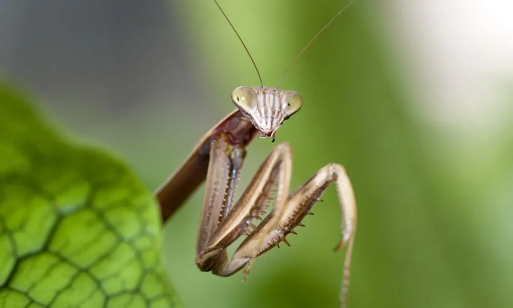 praying mantis 2