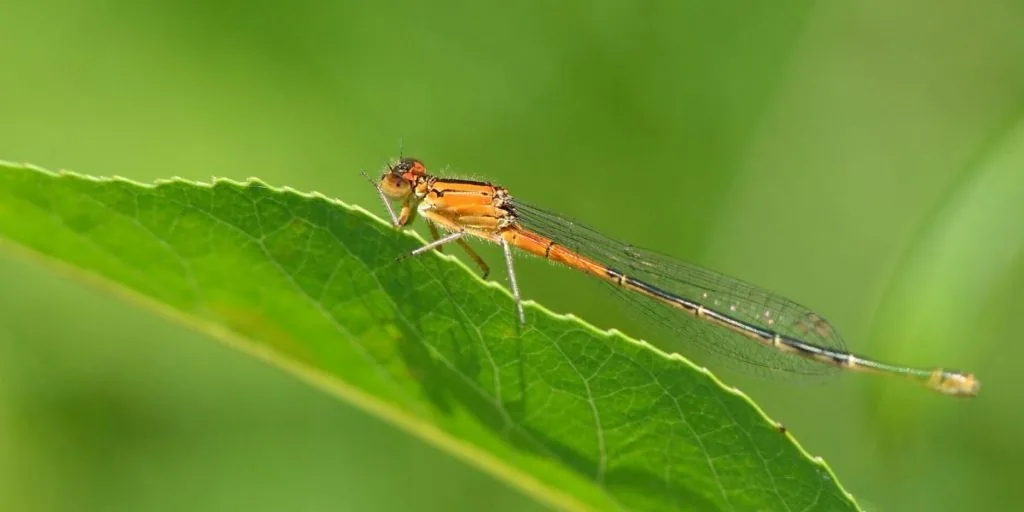 orange dragonfly
