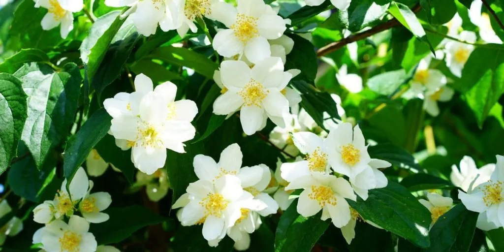 Herbs for Psychic Abilities: jasmine herbs