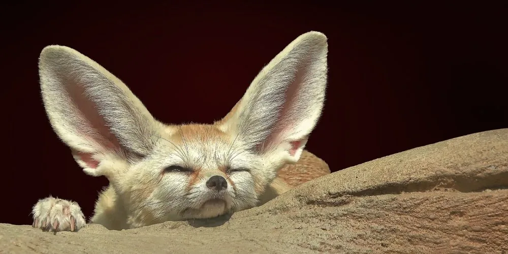 Spiritual Significance of Fox