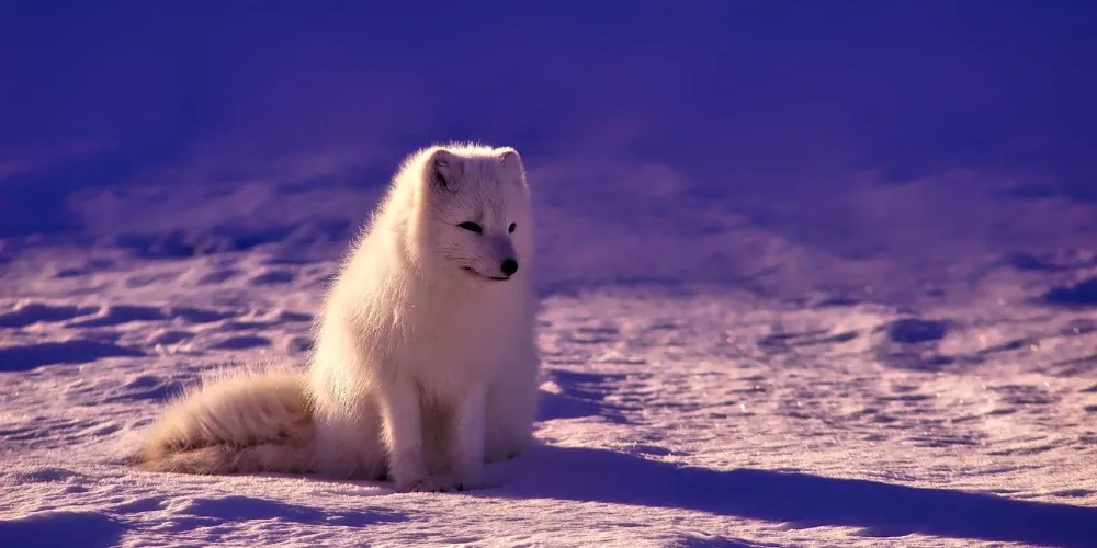 Spiritual Significance of Fox
