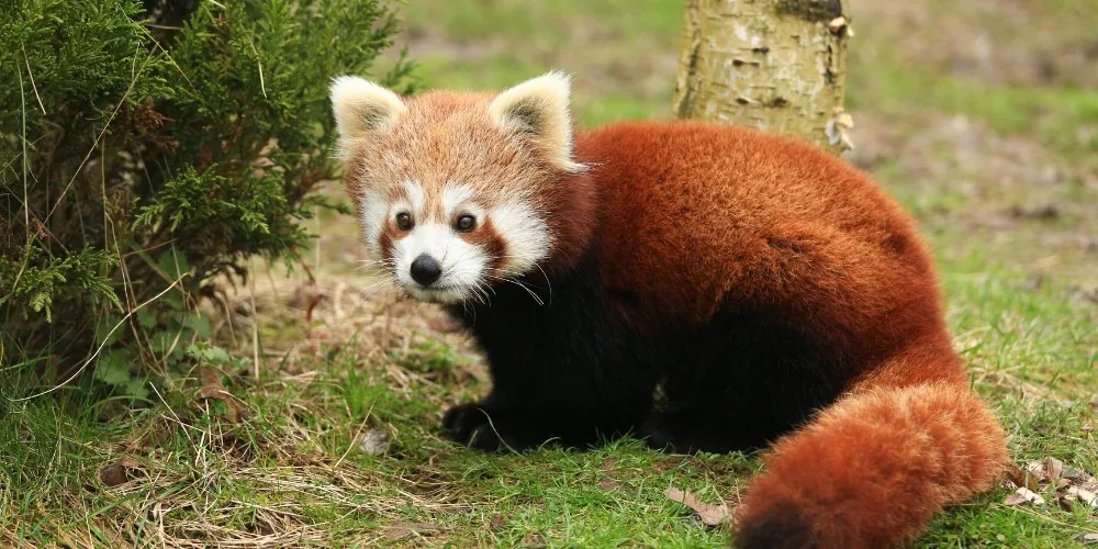 Red panda spiritual message