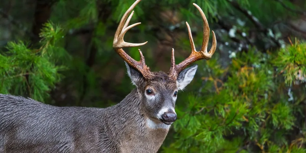 Spiritual Significance of the Deer