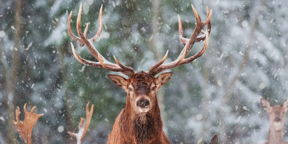 Spiritual Significance of the Deer