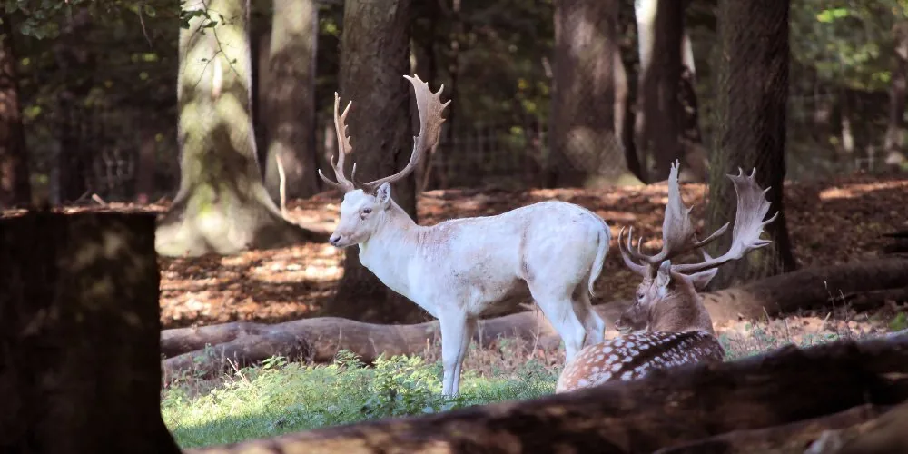 White Deer