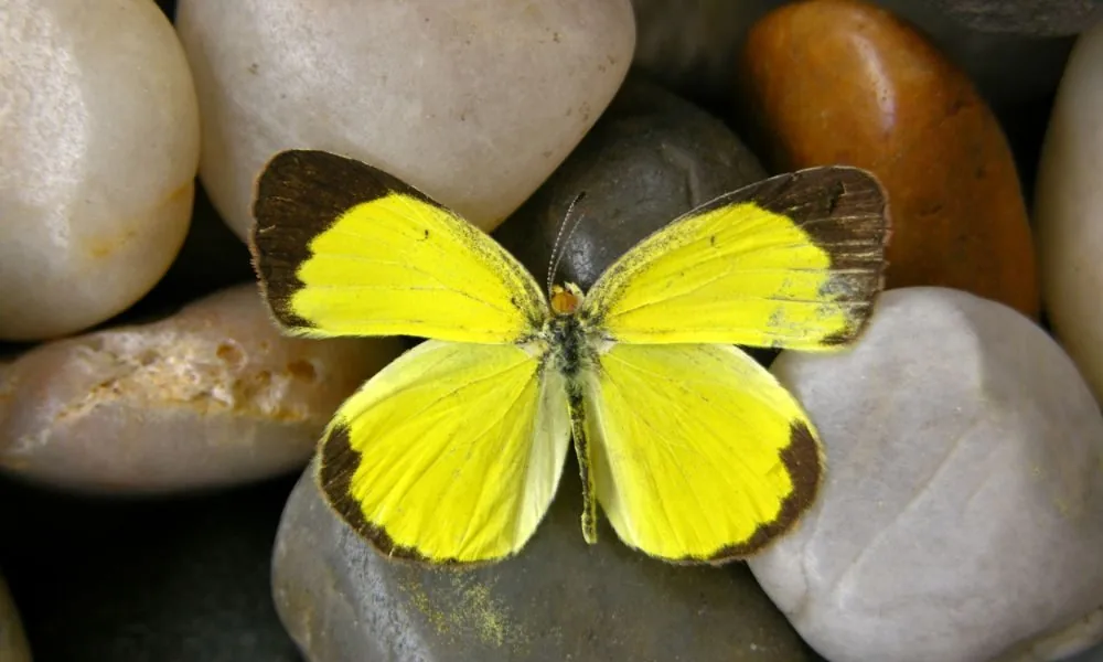 yellow butterfly 2