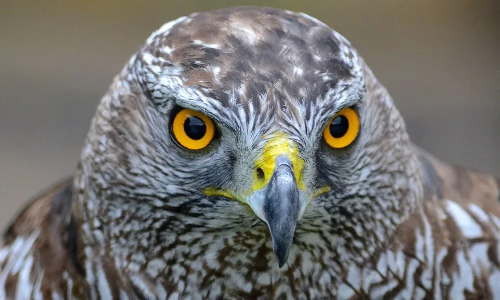 spiritual symbolism of seeing a falcon 1