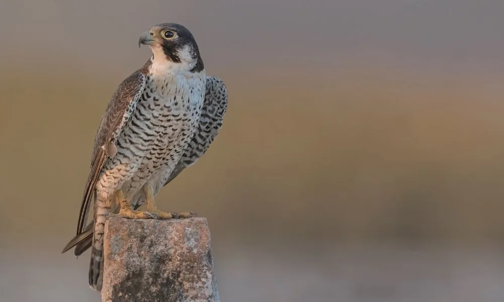 spiritual symbolism of seeing a falcon 2