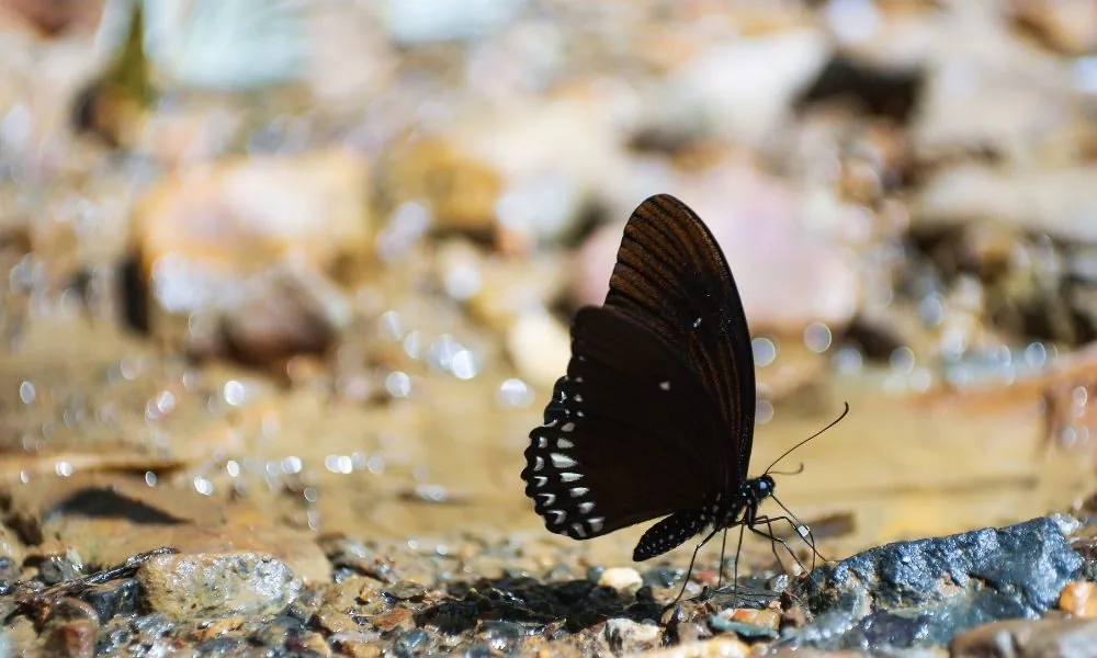 black butterfly 1