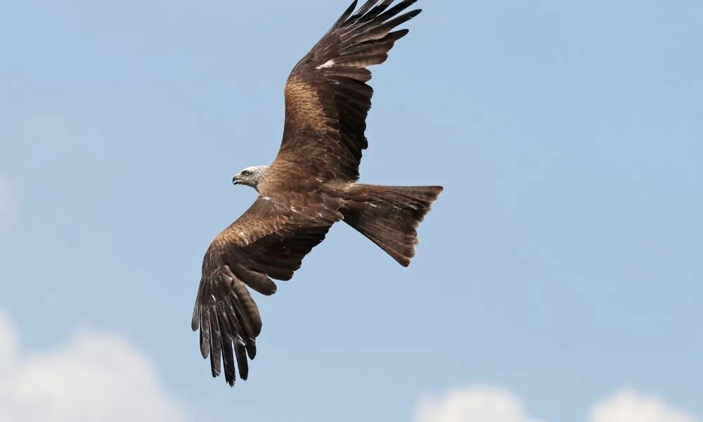 hawk 2