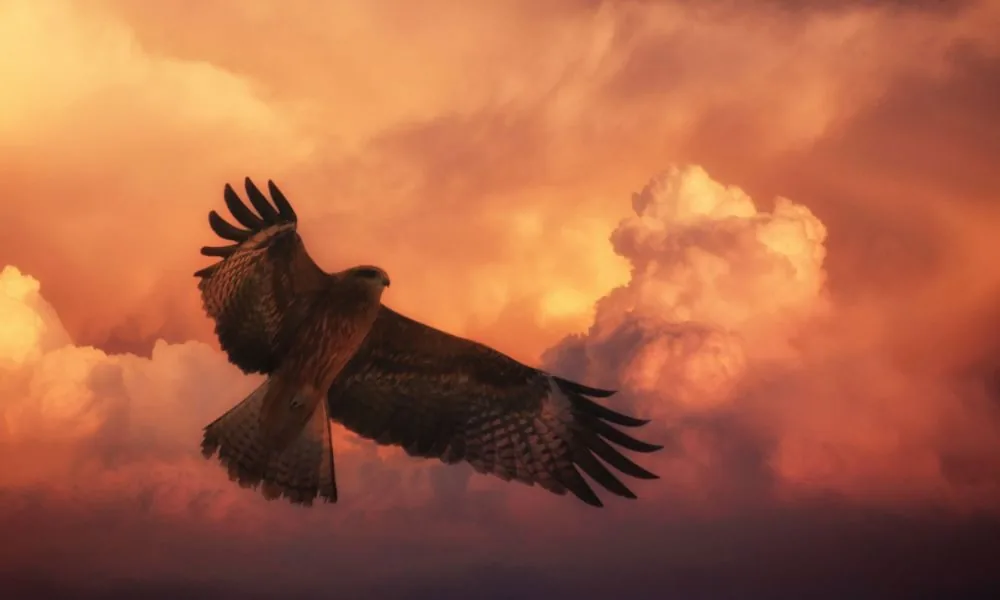 hawk 3