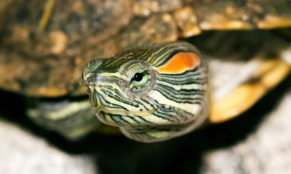 spiritual significance of turtles 1 (red eared slider)
