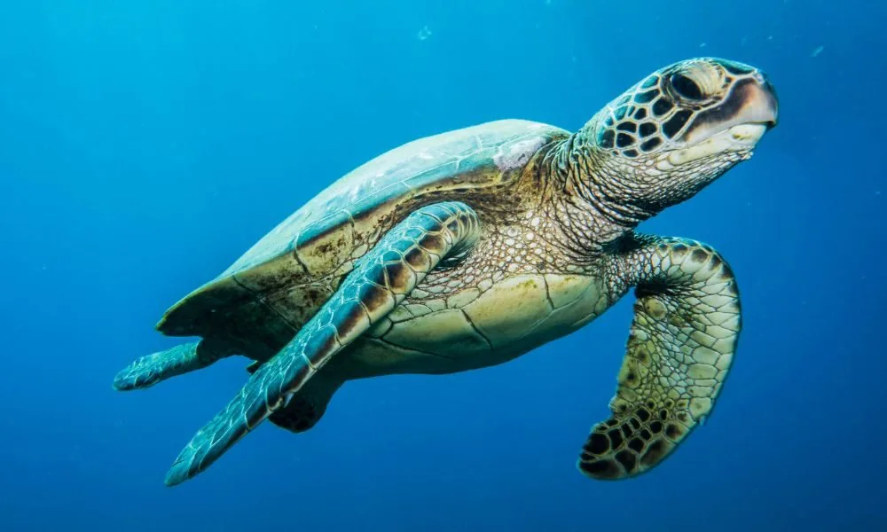 spiritual significance of turtles 2 (sea turtle)